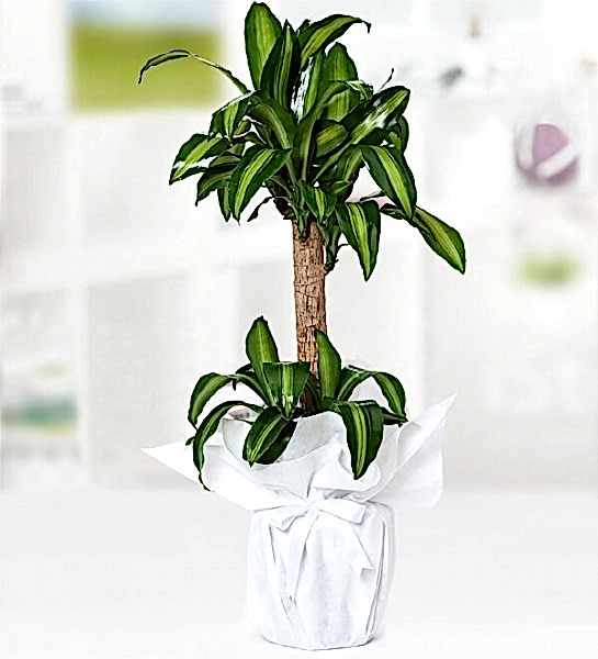 Yucca Mesengena
