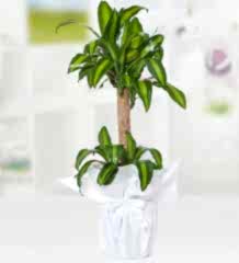 Yucca Mesengena